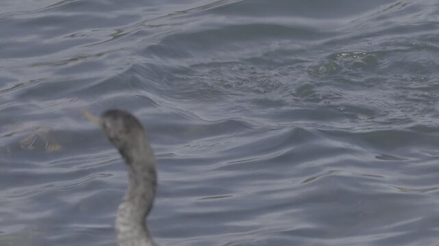 Red-Breasted Merganser Swimming With Shaggy Crest