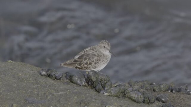 Least Sandpiper Resting on Mussel Rock Close-Up