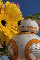 Naklejka premium Star Wars BB-8 spherical astromech droid looking closely at blossoming gerbera flower in bouquet, sunlit by spring morning sun, blue skies in background. 