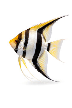 Colorful Tropical Angelfish Isolated on White Background