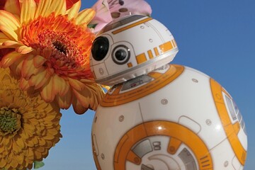 Naklejka premium Model of Star Wars spherical droid BB-8 looking at blossoming yellow to orange Gerbera flower in bouquet with pink Astroemeria flowers, also called Peruvian Lily. Morning sunshine, clear blue skies. 
