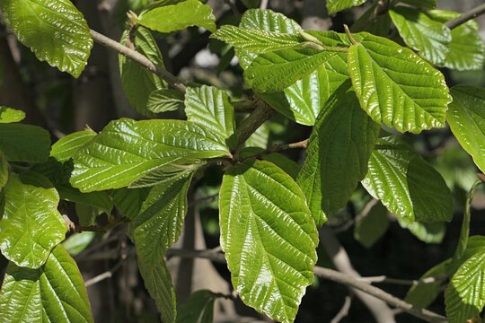 Glossy green wavy spring leaves of Persian Ironwood tree, latin name Parrotia persica, sunlit by spring daylight sunshine. 