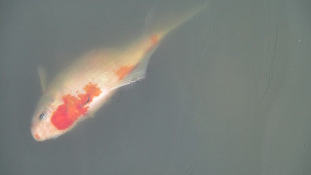 Deaths of fish in farm fish ponds from diseases, water pollution and feed problems. The Japanese carp, koi. Still alive, but gasp for air, oxygen by mouth from the surface of the water