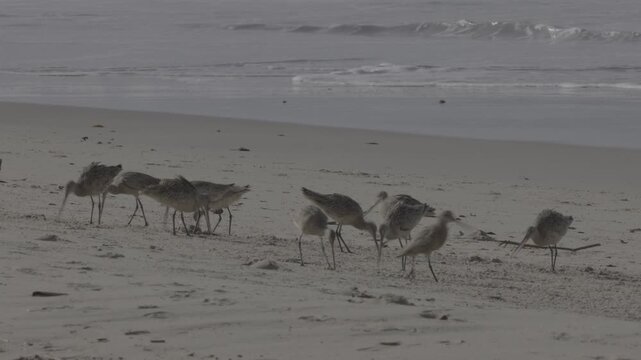 Marbled Godwits Foraging Along Beach Surf Line