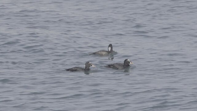 Three Surf Scoters Drifting on Open Pacific Water