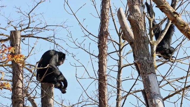 The black-headed spider monkey, Ateles fusciceps is a species of spider monkey, a type of New World monkey, from Central and South America.