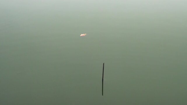 A dead fish swims along the river in the fog