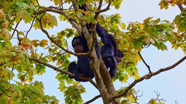The black-headed spider monkey, Ateles fusciceps is a species of spider monkey, a type of New World monkey, from Central and South America.