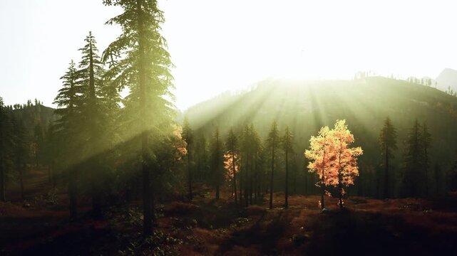 dramatic sunrays through misty pine valley, backlit silhouette and layered hills, high contrast cinematic glow, evocative moody atmosphere perfect for adventure