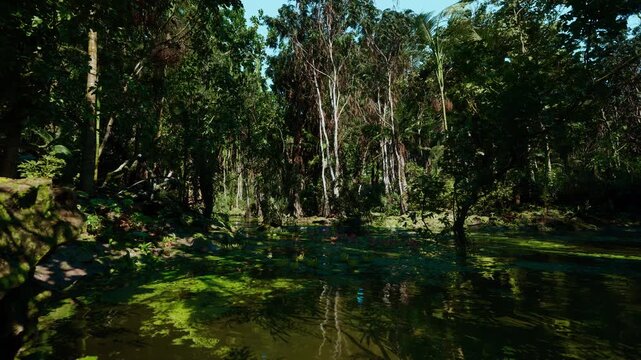 Secluded forest pond edged by cypress and algae, traveler imagined pausing to rest and sketch reflections, warm light through leaves, soft bank, textured roots