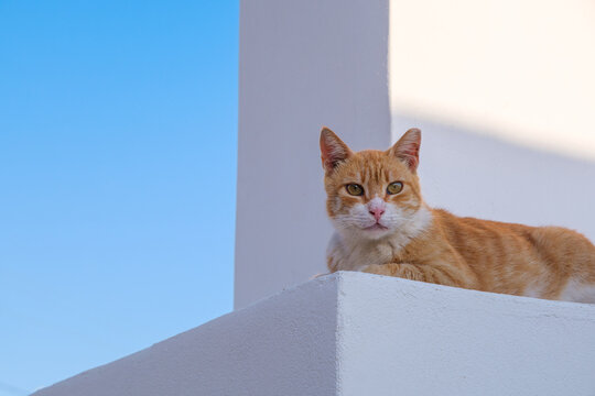 Orange tabby cat on white structure, Amorgos, Greece