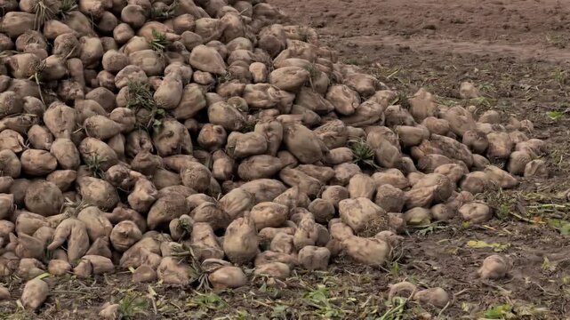 Close-up and wide shots of sugar beet harvest in Lower Bavaria. Harvested root crops stored outdoors by a field road. Typical late autumn agricultural scene in Southern Germany.