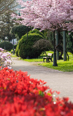 Naklejka premium Cherry Blossom Walkway With Bench in Spring Park