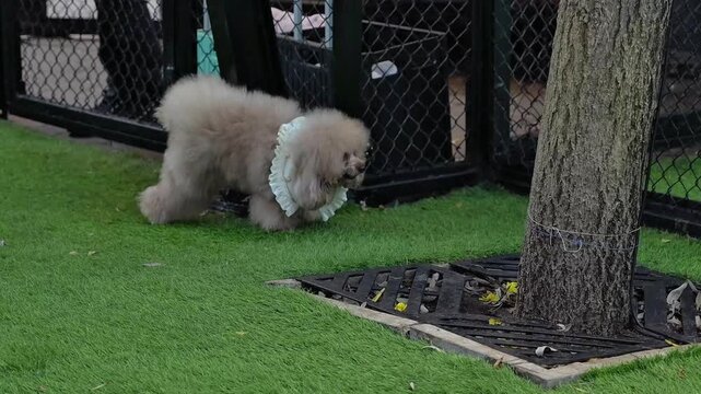 A fluffy poodle with a white lace collar walks on the green grass, an adorable outdoor luxury pet lifestyle scene.