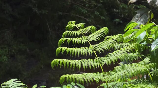 vibrant green fern fronds with detailed leaf texture in tropical forest environment