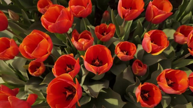 Flowers in the Jardins des Plantes of Paris