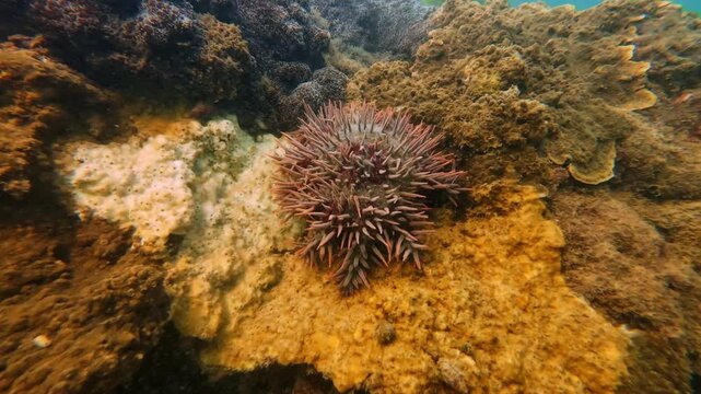 Crown of thorns starfish moving across coral reef with long venomous spines and detailed texture. Tropical underwater marine invertebrate on shallow reef habitat with natural light. Filmed in Nha