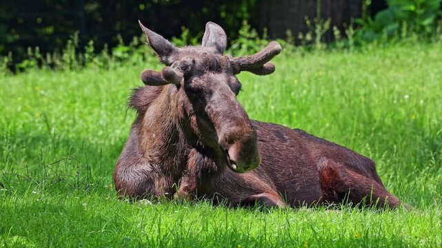 The moose or elk, Alces alces is the largest extant species in the deer family. Moose are distinguished by the broad, flat, or palmate antlers of the males.