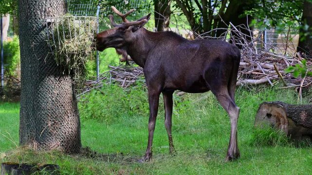 The moose or elk, Alces alces is the largest extant species in the deer family. Moose are distinguished by the broad, flat, or palmate antlers of the males.