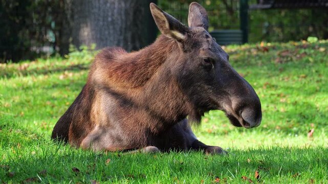 The moose or elk, Alces alces is the largest extant species in the deer family. Moose are distinguished by the broad, flat, or palmate antlers of the males.