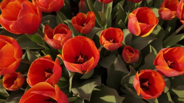 Flowers in the Jardins des Plantes of Paris