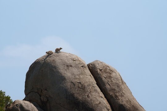 Rock hyrax (Procavia capensis) on top of a granite kopje in Serengeti National Park,