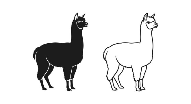 Black vs White Llama Unique Camelid Breeds Guide Vector