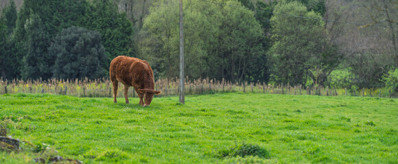 Naklejka premium Brown Cow Grazing in Green Meadow with Woodland Background