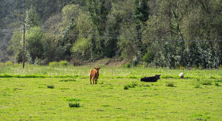 Naklejka premium Calves Resting in Sunny Green Pasture Near Woodland