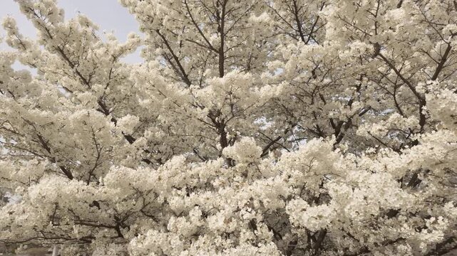 Japanese cherry tree in the Jardin des Plantes of Paris
