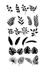 Fototapeta premium Vector Leaf