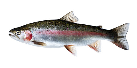 Obraz premium Coho Salmon Fish Isolated on White Background