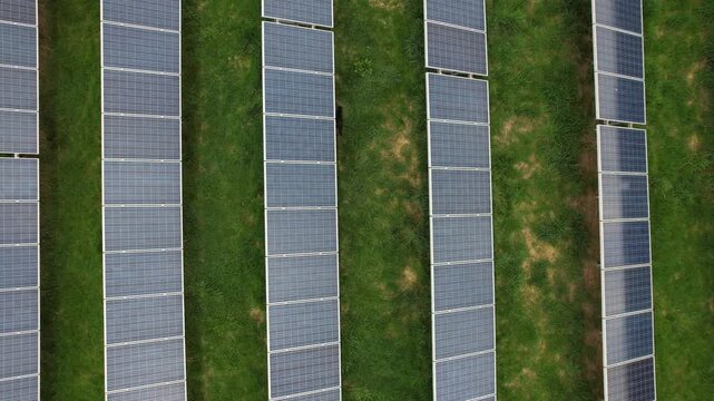 Black cat hunting while walking on photovoltaic panels at solar power plant captured as aerial panorama nature adaptation concept