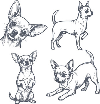 set of four hand drawn chihuahua dog poses in black fill style with no white fills ideal for icons and symbols