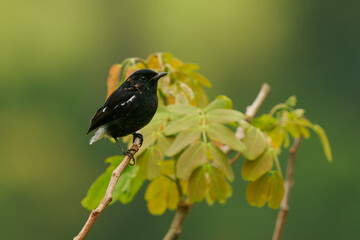 Pied bushchat Saxicola caprata male perched on bare twig, black plumage, white wing patch and rump, clean green bokeh background, open grassland bird, Flores, Indonesia