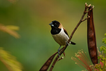 Scaly-breasted munia Lonchura punctulata perched on seed pod stem, black head, chestnut back, scaly white-brown breast, green bokeh background, Flores, Indonesia