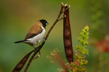Scaly-breasted munia Lonchura punctulata perched on seed pod stem, black head, chestnut back, scaly white-brown breast, green bokeh background, Flores, Indonesia