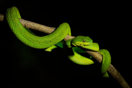 White-lipped island pitviper Trimeresurus insularis green morph coiled on branch, vivid lime-green scales, cat-eye pupils, black background, venomous arboreal snake, Flores, Indonesia