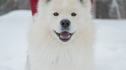 Fototapeta premium Happy samoyed dog smiling in winter snow