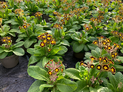 Primula polyantha Victoriana with yellow and dark-centered flower clusters bloom in a greenhouse nursery