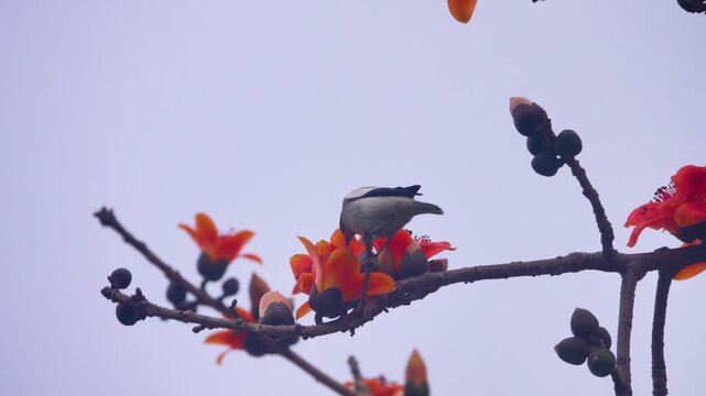 gray-backed mynas (white-shouldered starling, Sturnia sinensis) on red flowers of Malabar silk-cotton tree (Bombax ceiba). Birds feed on insects that gather on scent of flowers. Gao flower. Vietnam