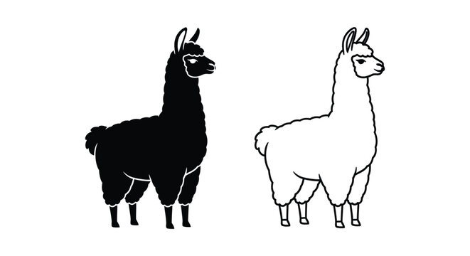 Alpaca vs Llama Distinctive Animal Comparison Guide Vector