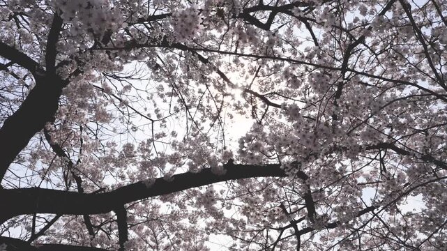 여의도 벚꽃, Cherry Blossom Canopy in Spring Sunlight for Seasonal Floral Background