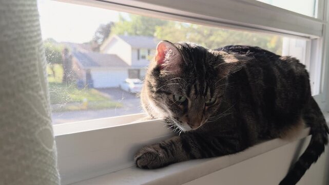 Cat sitting in window looking out at neighborhood 4k
