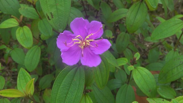 Malabar melastome, Indian rhododendron (Melastoma malabathricum) in the humid sparse tropical forests of Vietnam