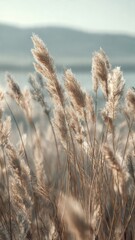 Obraz premium Soft Pampas Grass in Gentle Sunlight