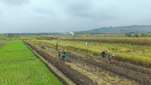 Kendal, Indonesia - 02 April 2026: Aerial view of farm workers toiling in the fields, creating a patchwork of green and brown under an overcast sky.