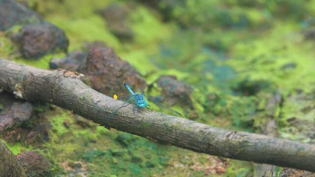 A large dragonfly hawk Aeshna in the rainforest. Rainy season. Vietnam