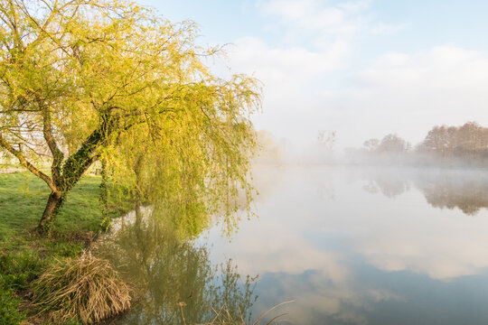 Morning fog and beautiful light on the pond - France