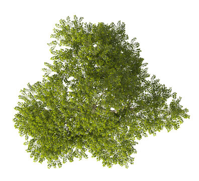 Single green nettle tree isolated on transparent background. tall tree with leaves isolated on transparent background. Tree isolated on white background. Isolated lote tree PNG. Leafy plant PNG.